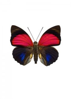 a butterfly with red, black and blue wings