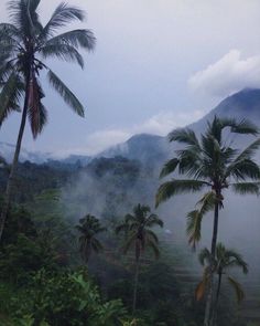 palm trees in the foreground and mountains in the background on a foggy day