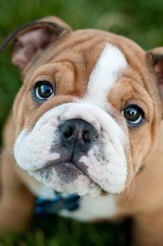 a brown and white dog with blue eyes looking at the camera while wearing a collar