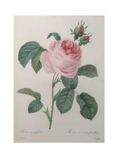 Art Print: Petaled Rose by Pierre-Joseph Redoute : 24x18in Illustration Rose, Wal Art, Antique Botanical Print, Art Deco Illustration, Rose Illustration, Vintage Flower Prints, Illustration Botanique, Botanical Art Prints, Vintage Botanical Prints