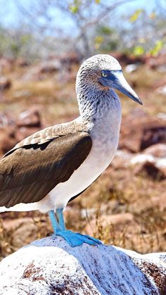 blue footed booby dance Sound Check, Vacation Tops, Ritual, Sound, Stone