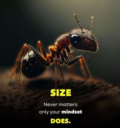 an ant with the caption size never matters only your minds do's and don'ts