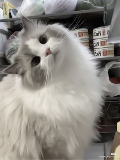 a fluffy white cat sitting on top of a shelf