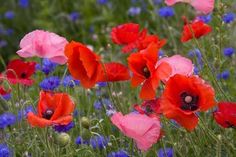 red, white and blue flowers in a field