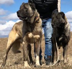 two dogs are standing next to a man