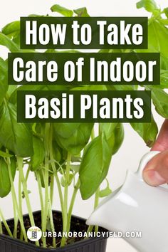 how to take care of indoor basil plants