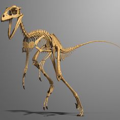 an image of a dinosaur skeleton on a gray background