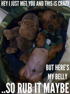 a brown dog laying on top of a bed with stuffed animals in it's mouth