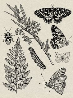 butterflies and other insects are shown in this black and white drawing