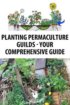 a garden with plants growing in it and the words planting permaculture guides - your compreensive guide