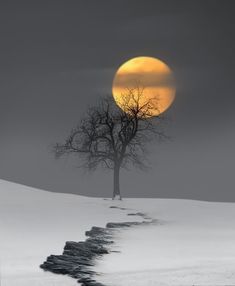 a lone tree in the middle of a snow covered field with a full moon behind it