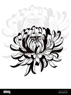 a black and white drawing of a large flower on a white background - stock image