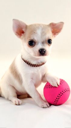 a small white dog holding a pink ball in it's paws and looking at the camera