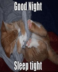 two orange and white cats laying on top of each other with the caption good night sleep tight