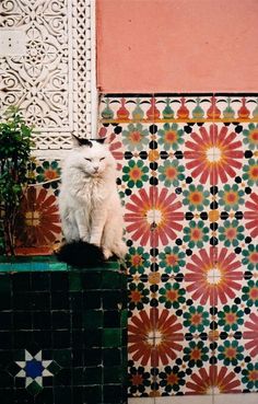 a white cat sitting on top of a green box in front of a tiled wall