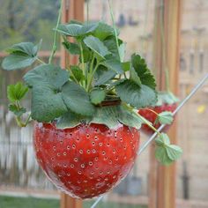 two strawberries hanging from a wire with water droplets on them and some green leaves