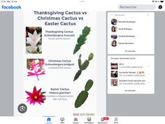 Cactus, Thanksgiving, Ina Garten