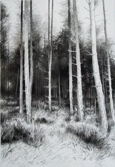 a black and white drawing of trees in the woods