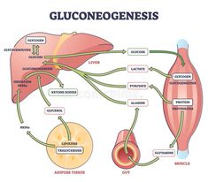 the anatomy of the human body and its major organs, including livers, stomachs,