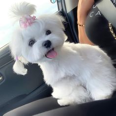 a small white dog with a pink bow sitting in the driver's seat of a car