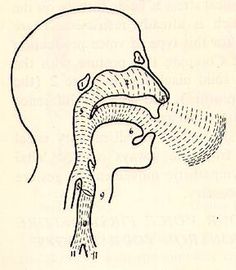 an image of a diagram of the inside of a human head, with lines coming out of it