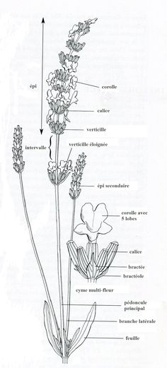 the parts of an orchid plant