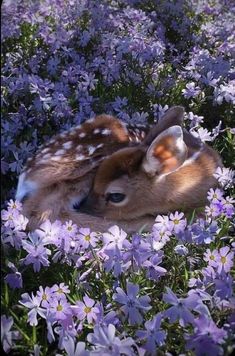 two fawns laying in the middle of purple flowers