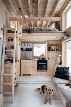 a dog is standing in the middle of a room with bunk beds and ladders