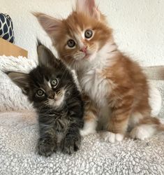 two small kittens sitting next to each other on a bed