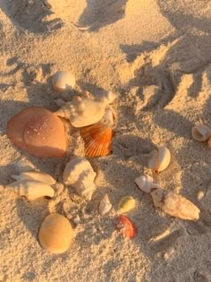 shells and seashells are scattered on the sand