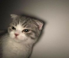 a grey and white cat looking at the camera