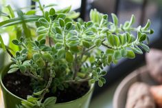 a close up of a potted plant on a table with other plants in the background