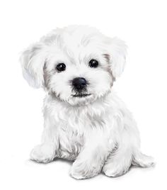 a small white dog sitting on top of a white floor