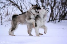 two husky puppies playing in the snow