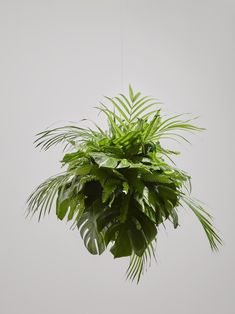 a large green plant hanging from a ceiling