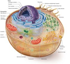 the structure of an animal's cell is shown in this diagram, with all its components labeled