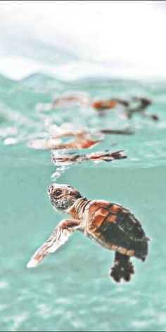 a baby turtle swimming in the ocean