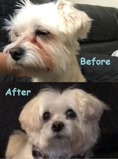 the before and after photos of a white dog