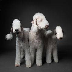 three white poodles standing next to each other on a gray background with one looking at the camera