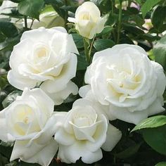 white roses are blooming in the garden