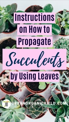 succulents in pots with text overlay that reads instructions on how to propagate succulents by using leaves