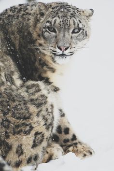 a snow leopard is sitting in the snow