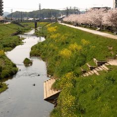 a small river running through a lush green field