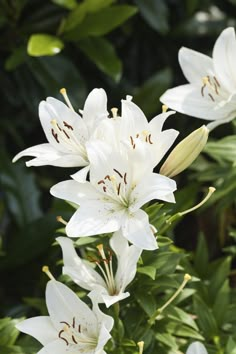 white lilies are blooming in the garden