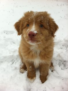 a brown and white dog sitting in the snow looking at the camera with blue eyes