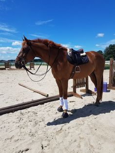 a brown horse standing on top of a sandy beach next to a wooden fence and blue sky