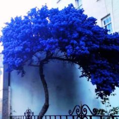 a blue tree in front of a white building