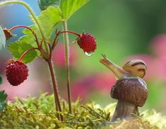 a snail sitting on top of a green plant next to a red berry covered ground