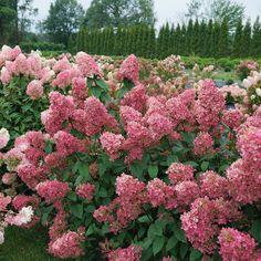 pink and white flowers blooming in a garden