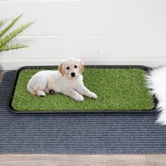 a white dog laying on top of a green mat next to a potted plant